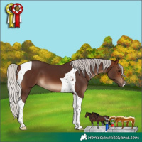 Horse Color:Silver Brown Tobiano