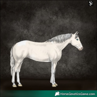 Horse Color:Cremello Dun Tobiano
