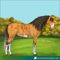 Horse Color:Bay Splash Frame and Buckskin Splash Frame