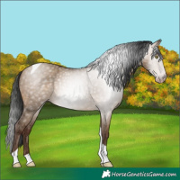 Horse Color:Gray Amber Champagne Dun Tobiano 
