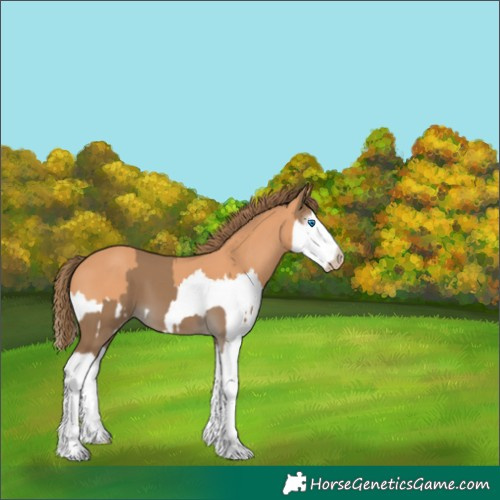 Horse Color:Gray Smoky Creme Splash  and Gray Perlino Splash 