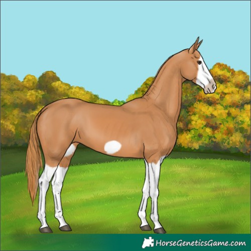 Horse Color:Chestnut Splash Frame