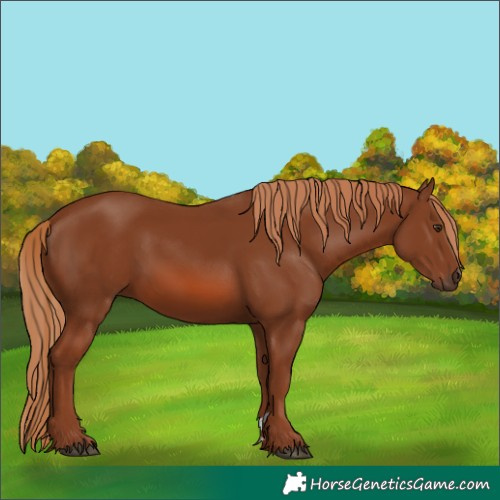 Horse Color:Chestnut 