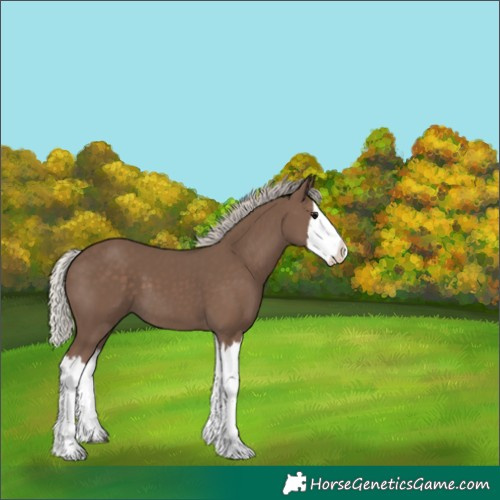 Horse Color:Silver Black Splash 