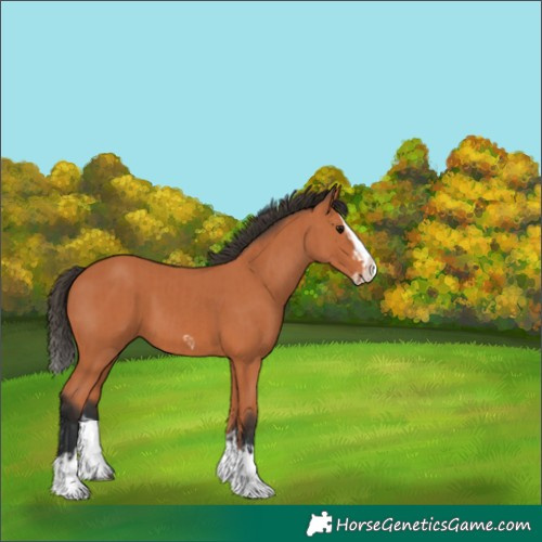 Horse Color:Bay Splash Frame  and Bay Splash 