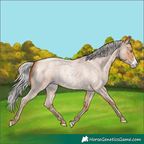 Horse Color:Silver Amber Champagne Roan Frame 
