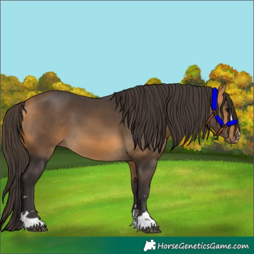 Horse Color:Buckskin 