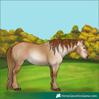 Horse Color:Gray Red Dun 