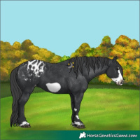Horse Color:Black Frame Appaloosa 