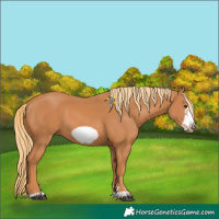 Horse Color:Chestnut Frame