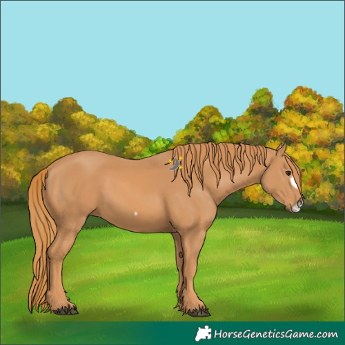 Horse Color:Chestnut Frame