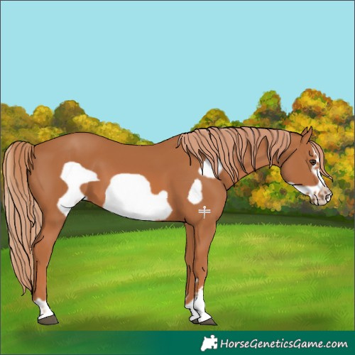 Horse Color:Chestnut Frame 