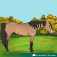 Horse Color:Bay Dun Frame