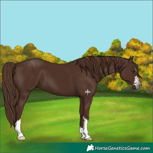 Horse Color:Gray Chestnut 