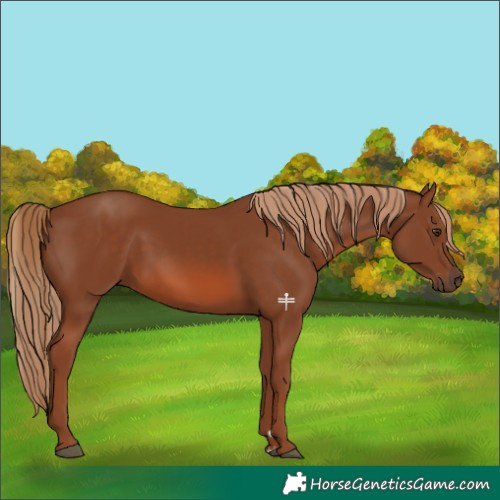 Horse Color:Chestnut 