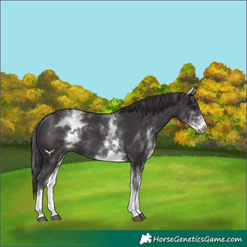 Horse Color:White Spotted Smoky Black 
