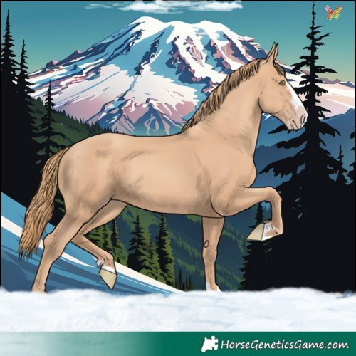 Horse Color:Gold Champagne Splash