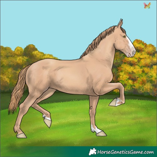 Horse Color:Gold Champagne Splash