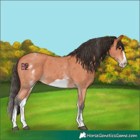 Horse Color:White Spotted Bay Sabino Frame