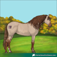 Horse Color:Red Dun