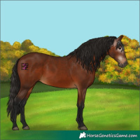 Horse Color:Gray Bay 