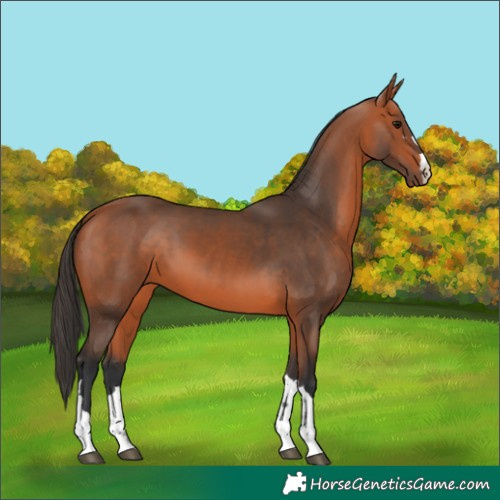 Horse Color:Bay 