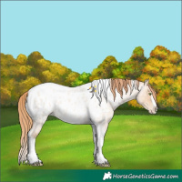 Horse Color:Gold Champagne Roan Dun Splash Tobiano Frame Appaloosa Rabicano 