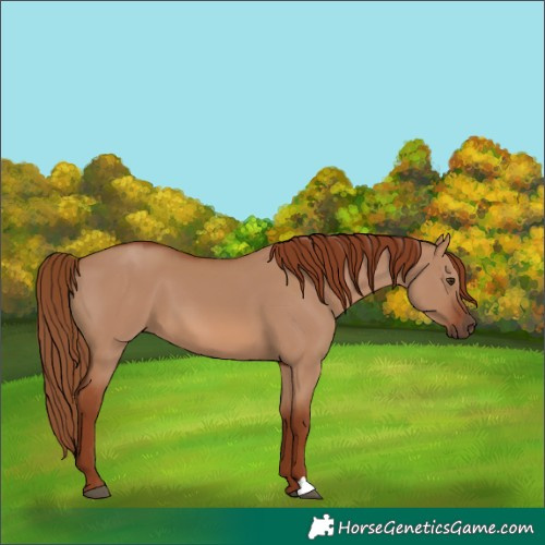 Horse Color:Red Dun