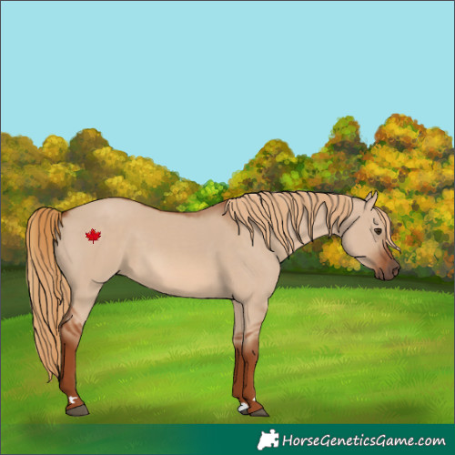 Horse Color:Red Dun 