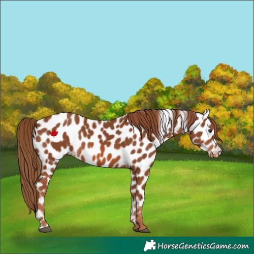 Horse Color:Chestnut Leopard