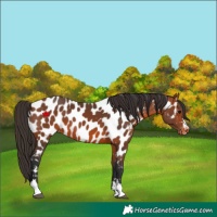 Horse Color:Bay Appaloosa 