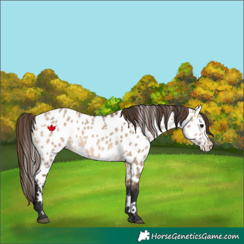 Horse Color:Bay Dun Near Leopard 