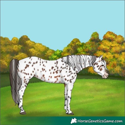 Horse Color:Bay Leopard 
