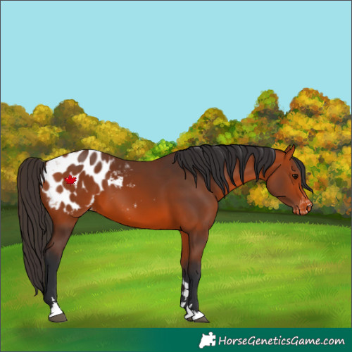 Horse Color:Bay Blanket