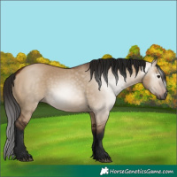 Horse Color:Gray Bay Dun
