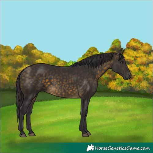 Horse Color:Buckskin