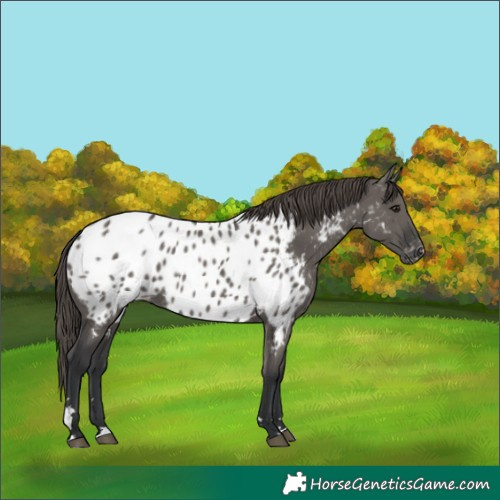 Horse Color:Grullo Appaloosa