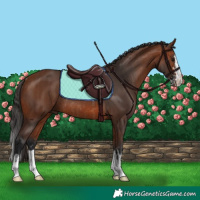 Horse Color:Bay Rabicano  and Bay Splash Rabicano 