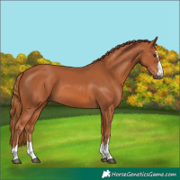 Horse Color:Chestnut 