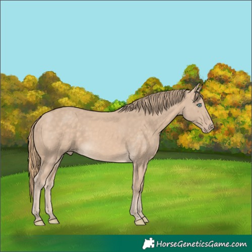 Horse Color:Perlino 