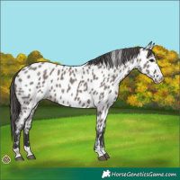 Horse Color:Grullo Near Leopard 