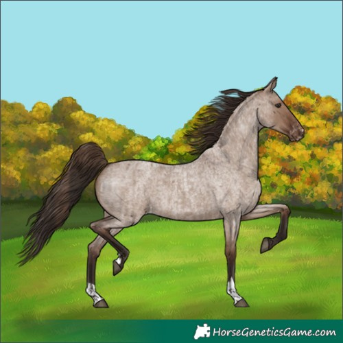 Horse Color:Liver Red Dun Roan Appaloosa and Liver Red Dun Roan Appaloosa