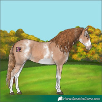 Horse Color:White Spotted Chestnut Sabino Frame