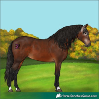 Horse Color:Gray Bay 