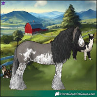 Horse Color:Grullo Sabino Splash  and Grullo Sabino Splash Frame 