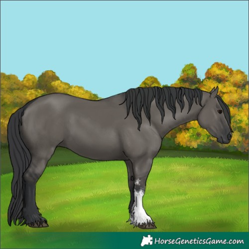 Horse Color:Grullo Sabino Rabicano 