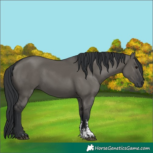 Horse Color:Grullo Sabino Rabicano 