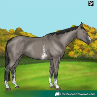 Horse Color:Grullo Sabino Rabicano 