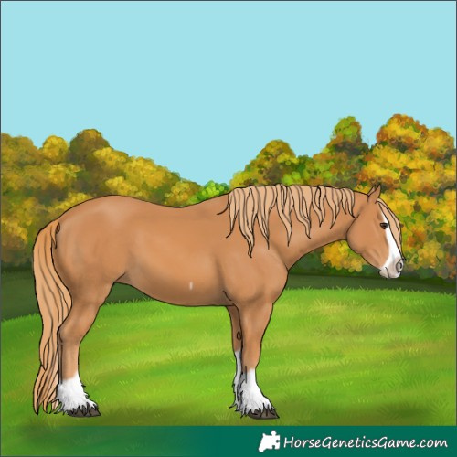 Horse Color:Chestnut Splash Frame 