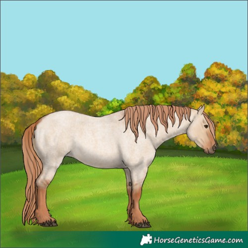 Horse Color:Red Dun Roan 